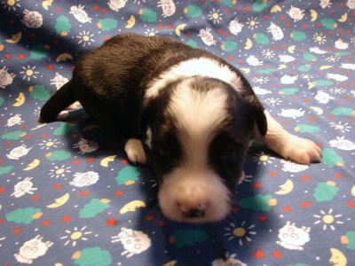 IMAGE(http://img.photobucket.com/albums/v448/pacata42/twincreeks/bordercollies/slick%20litter%20Fed%201%2010/2-19-10remi021.jpg)