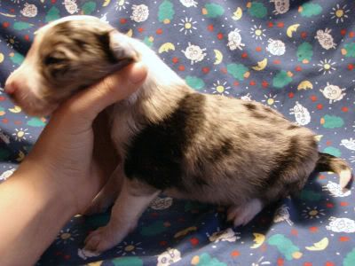 IMAGE(http://img.photobucket.com/albums/v448/pacata42/twincreeks/bordercollies/slick%20litter%20Fed%201%2010/2-19-10rocket016.jpg)