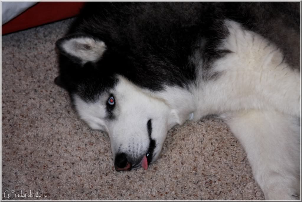 IMAGE: http://img.photobucket.com/albums/v449/gpradzin/IMG_8862.jpg