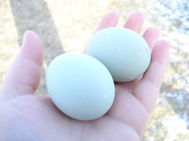 Eggs007.jpg