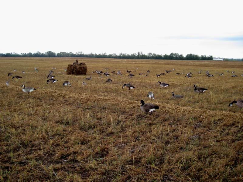 Real Geese Decoys
