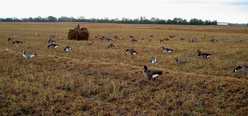 Duck Hunting Blinds Duck Hunting Blinds