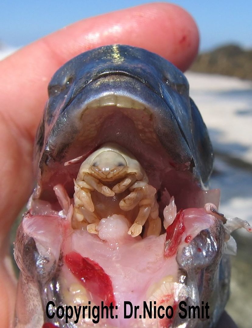 Cymothoa_exigua.jpg