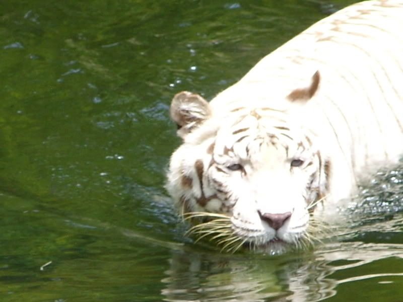 White Tiger!!