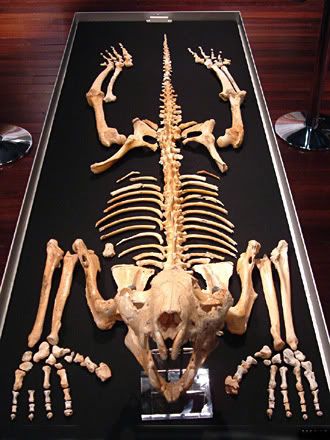 thylacoleo australian prehistoric carnivorous extinct