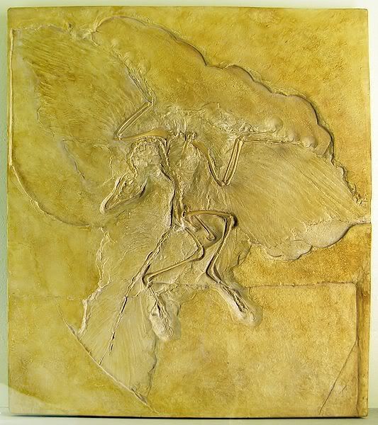 [صورة: 533px-Naturkundemuseum_Berlin_-_-1.jpg]