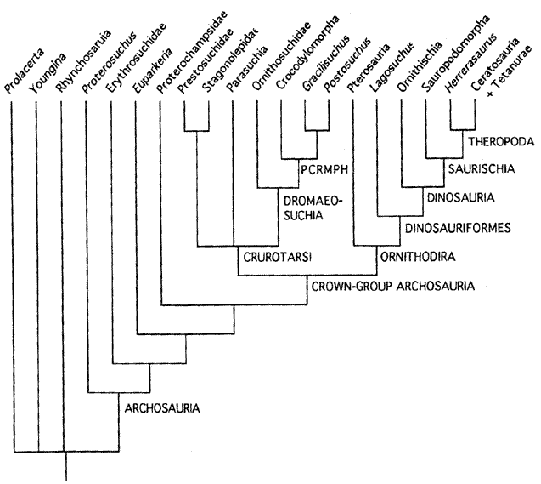 Cladogram Of Reptiles