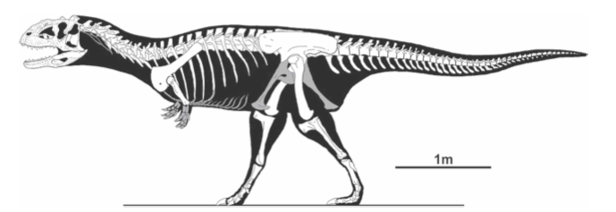 majungasaurus skeleton