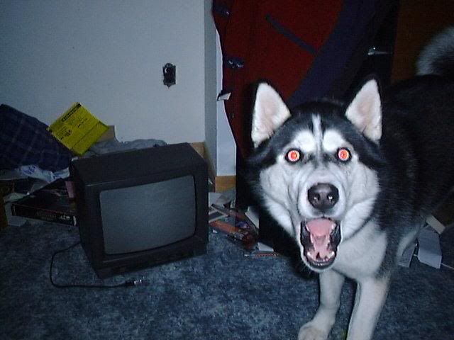 husky.jpg