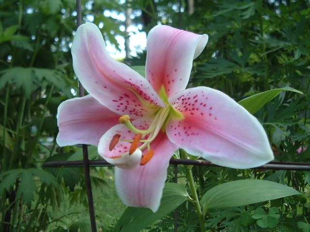 Re: Stargazer Lily photo to share?