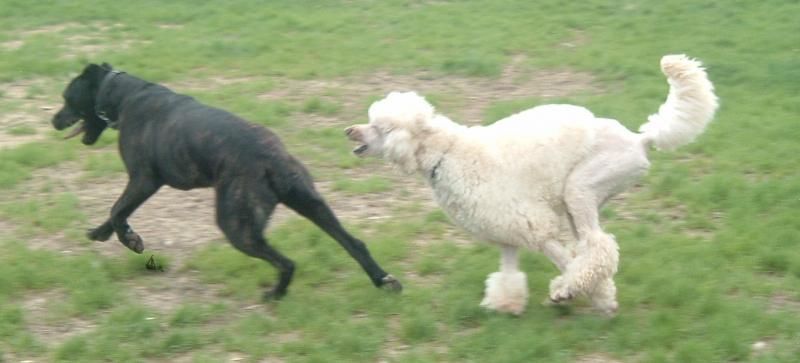 poodle cane corso mix