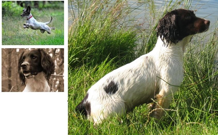 SPANIEL1_zpsfca57afc.jpg