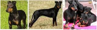 Breeding Manchester terrier x Whippet type - Lurcher Link