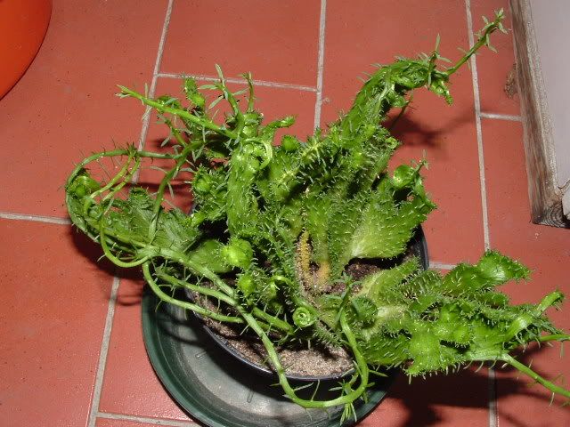 Euphorbiapugniformis.jpg