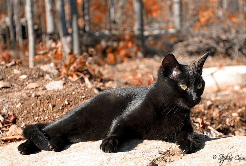 Comte. <br>
 Le vrai superstitieux, c'est celui qui est persuad que passer sous un chat noir porte malheur. - Jean-Loup Chiflet