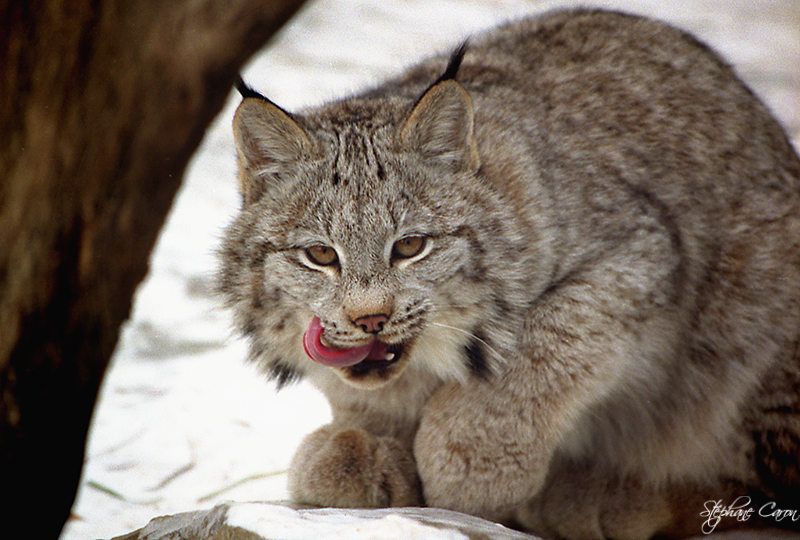 Lynx du Canada ou Loup-cervier
