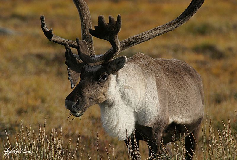 Caribou des bois ou renne (Nunavik, Qc)