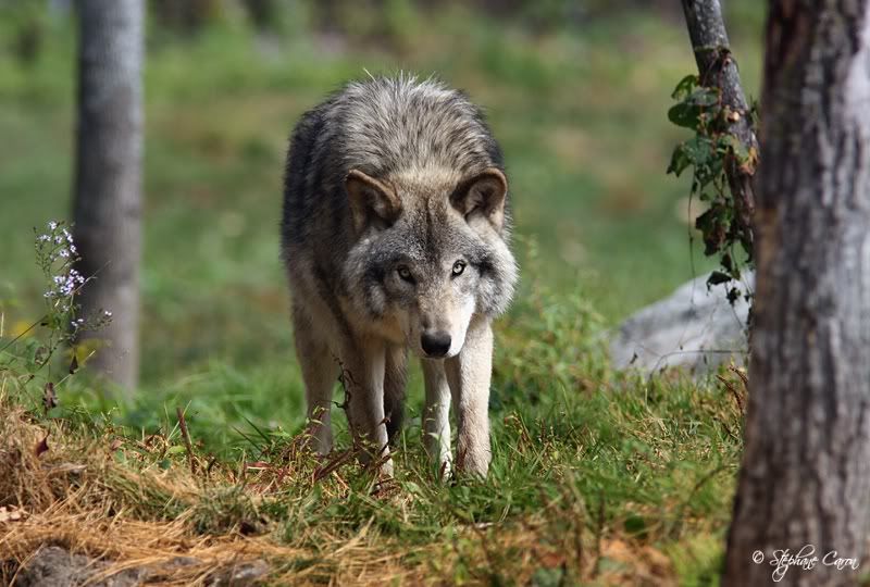 Loup gris ou loup des bois