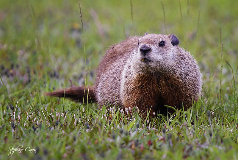 Marmotte commune ou Siffleux, en bon Qubcois car elle pousse un sifflement strident en guise de cri d'alerte.