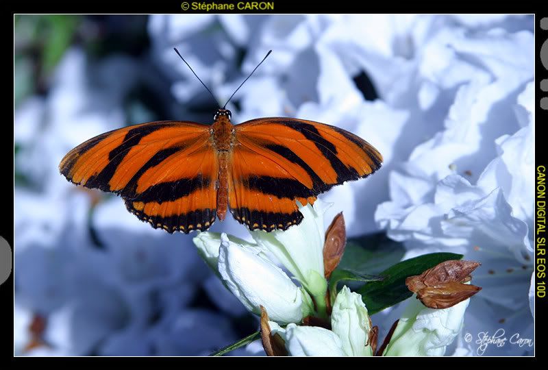 Le plus beau papillon n'est qu'une chenille habille. - Proverbe Franais