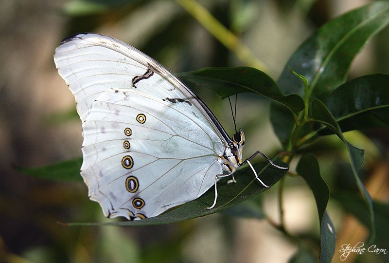 Morpho Blanc ( Polyphmus, Amrique centrale, 10-13 cm )