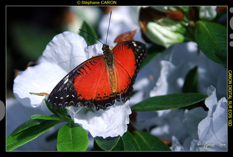  Certains papillons ne vivent qu'une journe et en gnral il s'agit pour eux du plus beau jour de leur vie... - Philippe Geluck