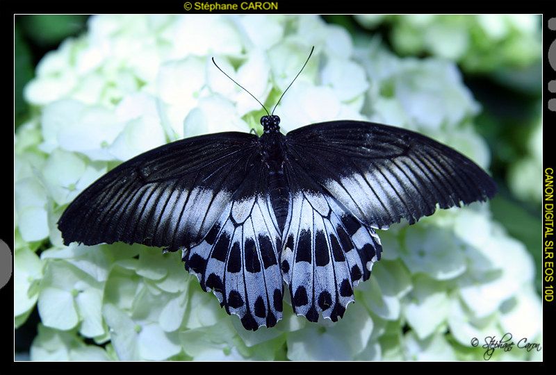 Papillon<br>
 Nous nous merveillons devant le papillon mais la chenille nous dgote. - Pierre Bourgault