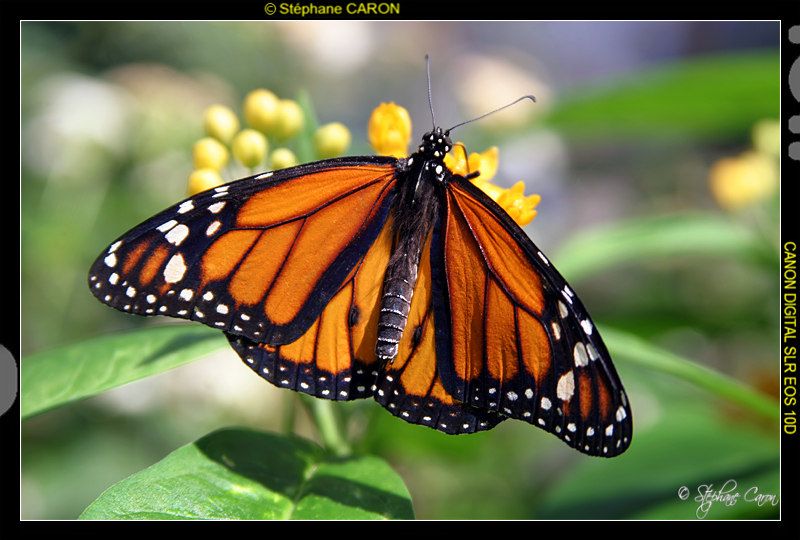 Papillon Monarque ( Danaus Plexippus, Amriques, 10 cm )