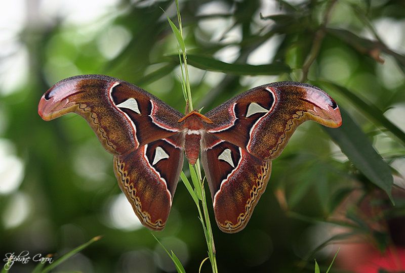 Papillon Cobra ( Attacus Atlas, Asie du sud-est, 15-25 cm )