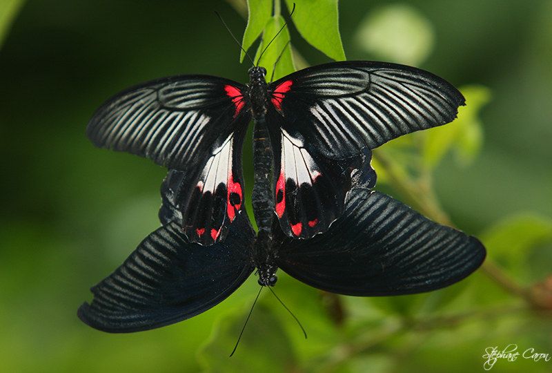 Porte-queue carlate ( Papilio rumanzovia )