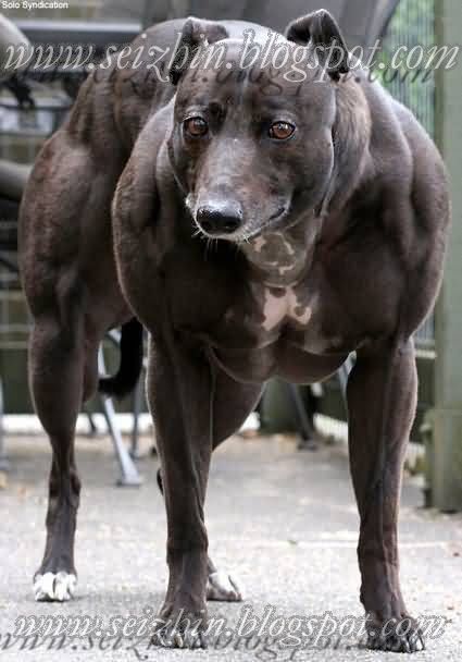 strongest dog in world. Perhaps it#39;s the strongest dog in the world indeed! Drop me a mail if you ever seen a dog with these muscle! Cheers~