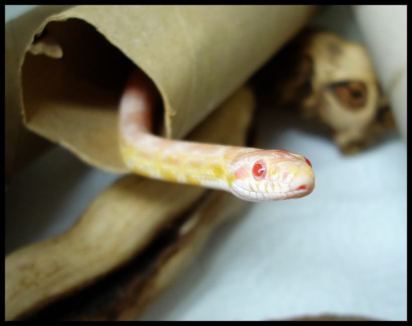 Cornsnake1.jpg