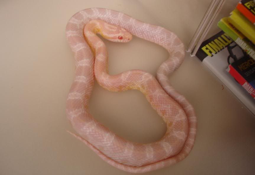 cornsnake1.jpg