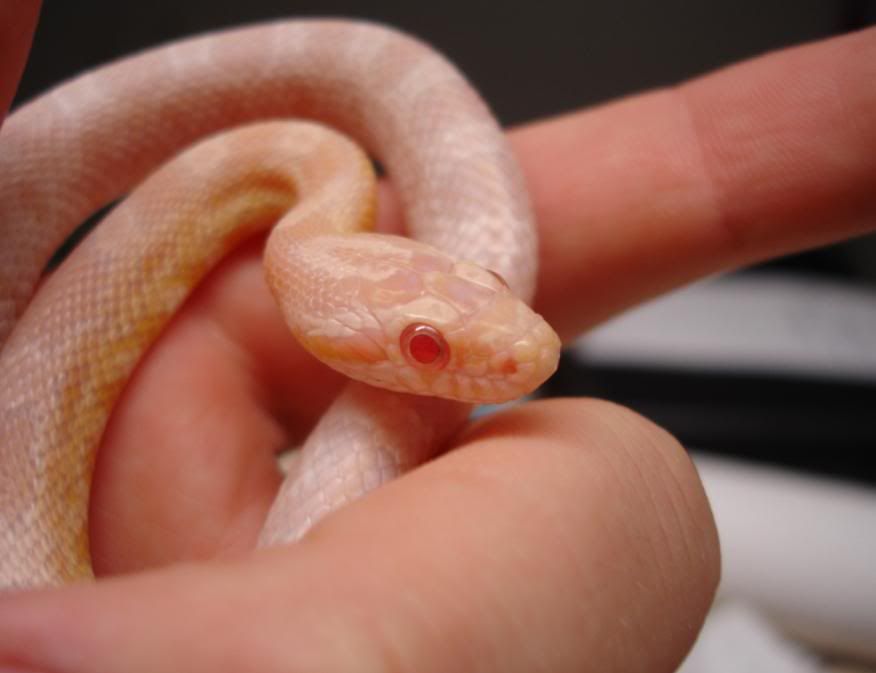 cornsnake2.jpg