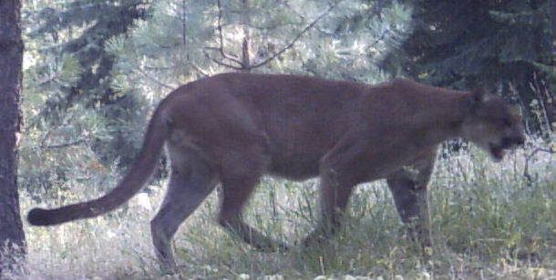 Cougars In Your State