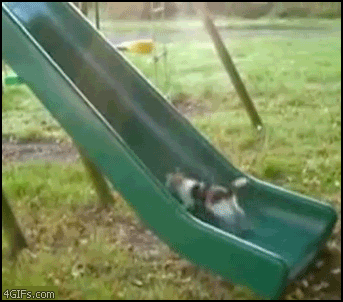 Cat_slide_treadmill.gif