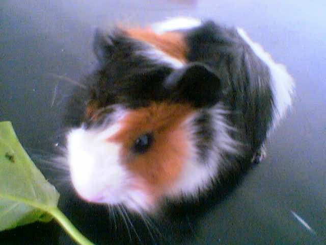 my late guinea pig