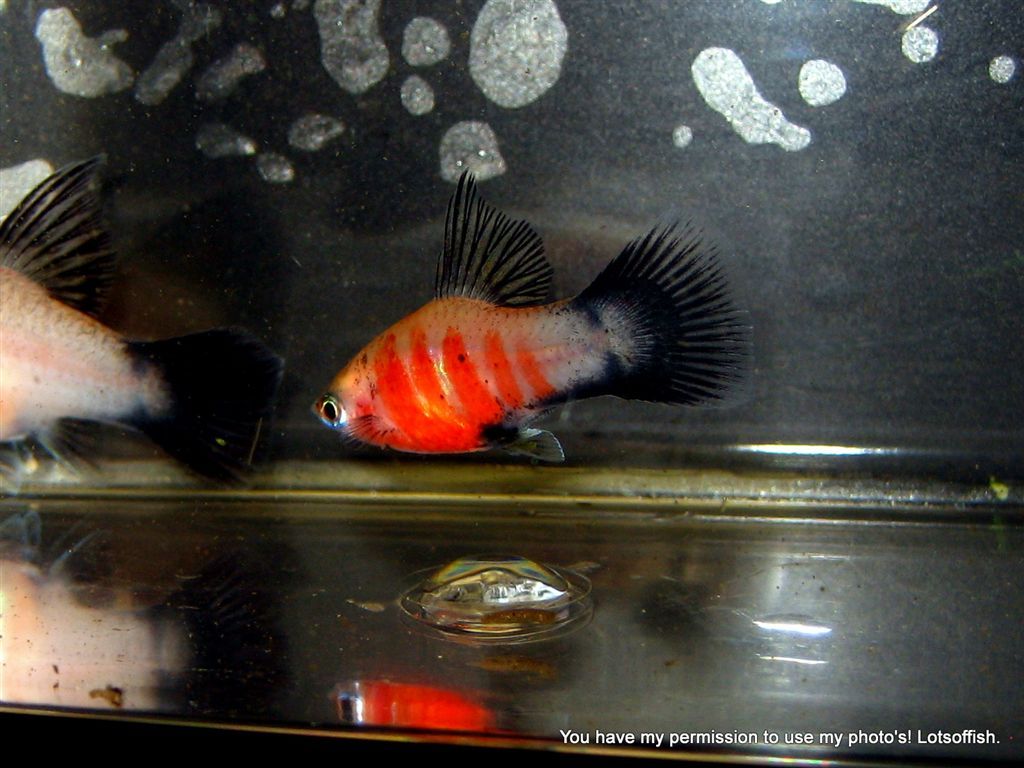 High Fin Platy