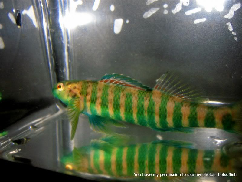 Etheostoma Zonale