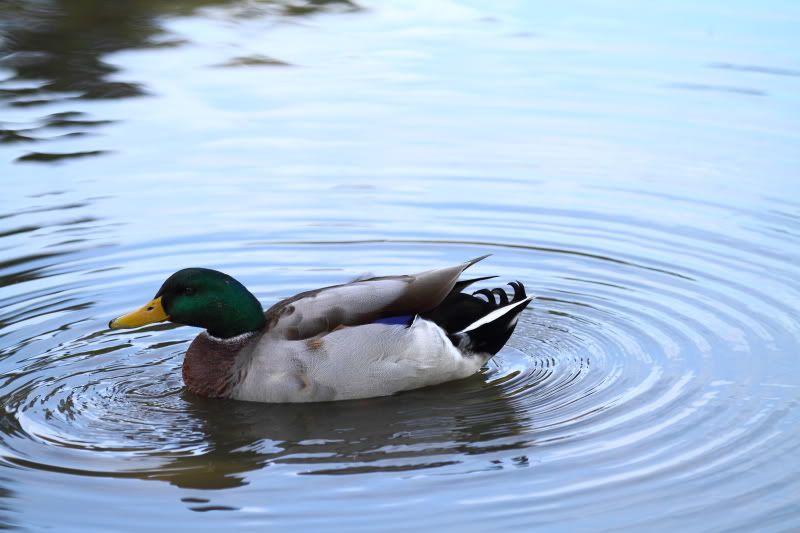 IMAGE: http://img.photobucket.com/albums/v455/madbikes/IMG_6084.jpg