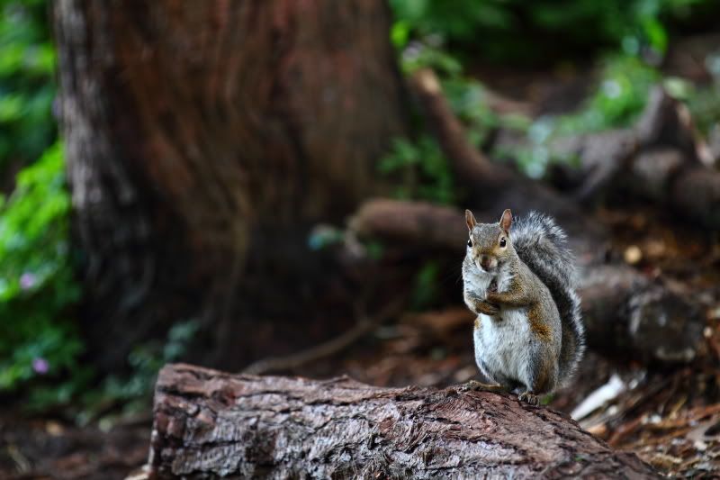 IMAGE: http://img.photobucket.com/albums/v455/madbikes/IMG_6204.jpg