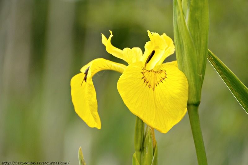 Yellow Iris Flower Photo