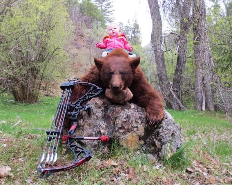 My 2013 Utah Bear Hunt Utah Wildlife Network