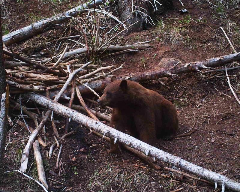 My 2013 Utah Bear Hunt Utah Wildlife Forum