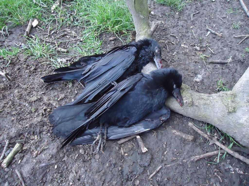 crows%20002_zpsgwecnot1.jpg