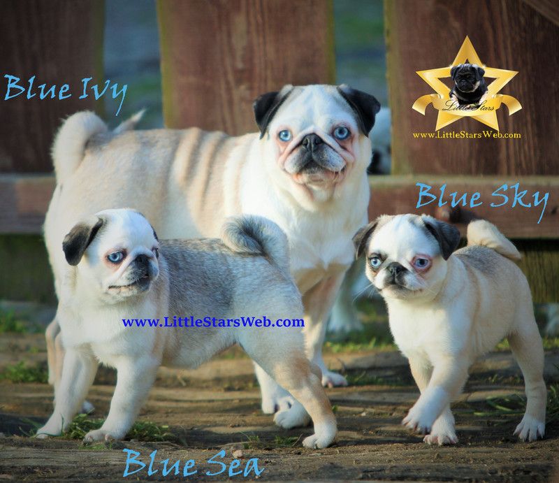 My pug has long skinny legs?