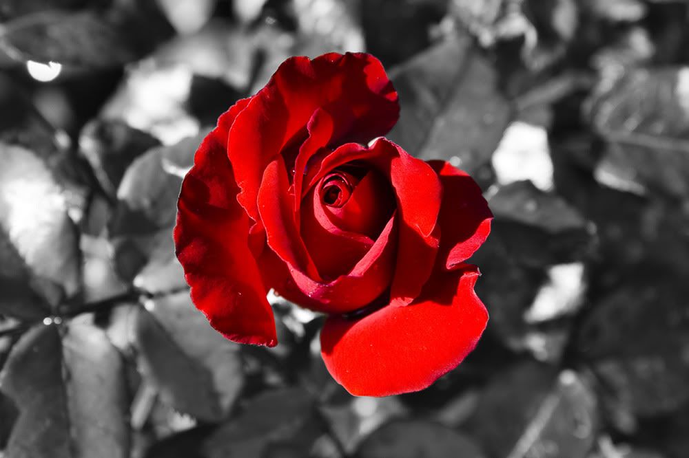 IMAGE: http://img.photobucket.com/albums/v456/XXChris805XX/7e1891ea.jpg