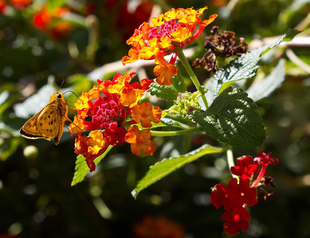 IMAGE: http://img.photobucket.com/albums/v456/XXChris805XX/b8c31920.jpg