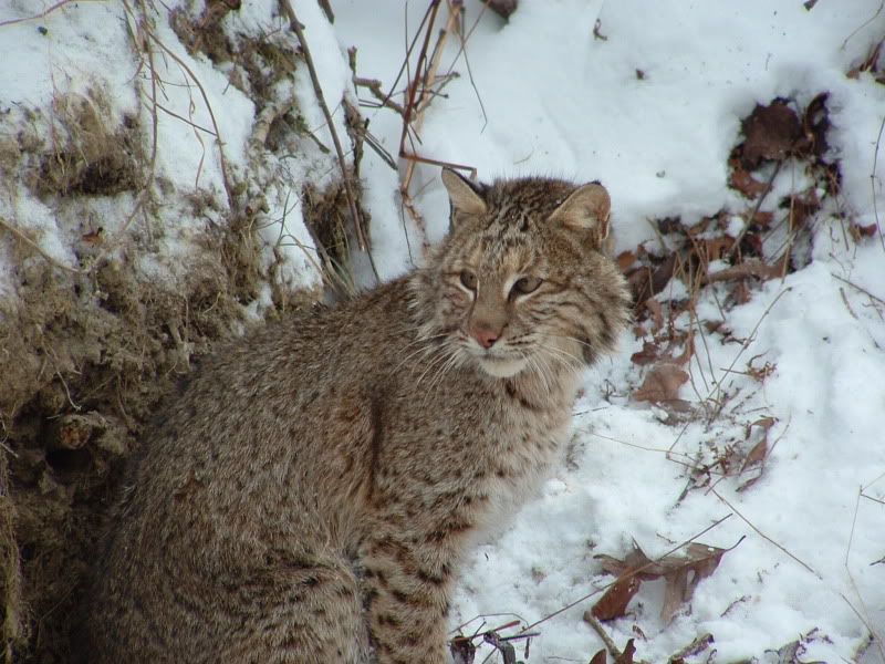 Trapping Techniques for bobcats | Kentucky Hunting