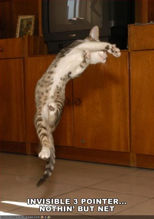 funny-pictures-cat-plays-invisible-.jpg